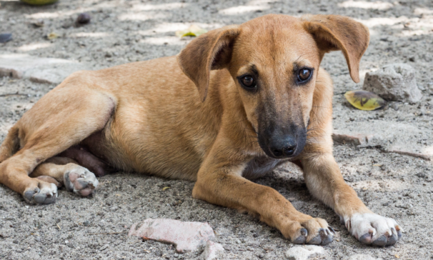 Dolianova, è strage di animali. Non solo Tigro: trovati 4 cani uccisi selvaggiamente. Al via il tavolo tecnico tra OIPA e il Comune