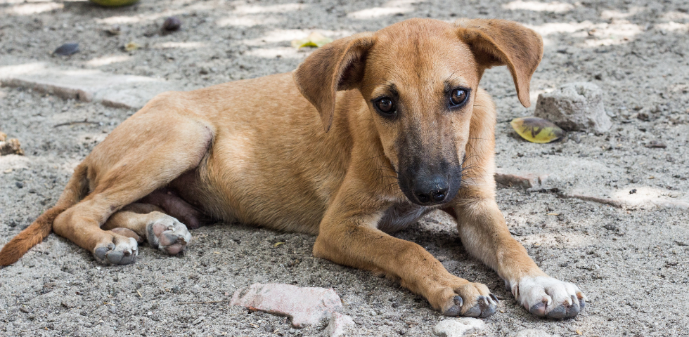 Dolianova, è strage di animali. Non solo Tigro: trovati 4 cani uccisi selvaggiamente. Al via il tavolo tecnico tra OIPA e il Comune