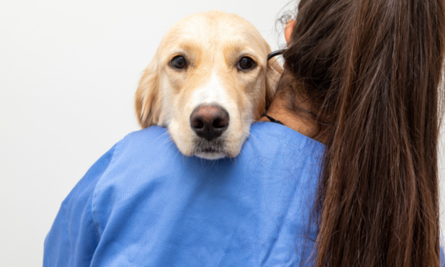 Roma, arriva il primo ospedale veterinario pubblico d’Italia. OIPA: “Una svolta storica per gli animali”