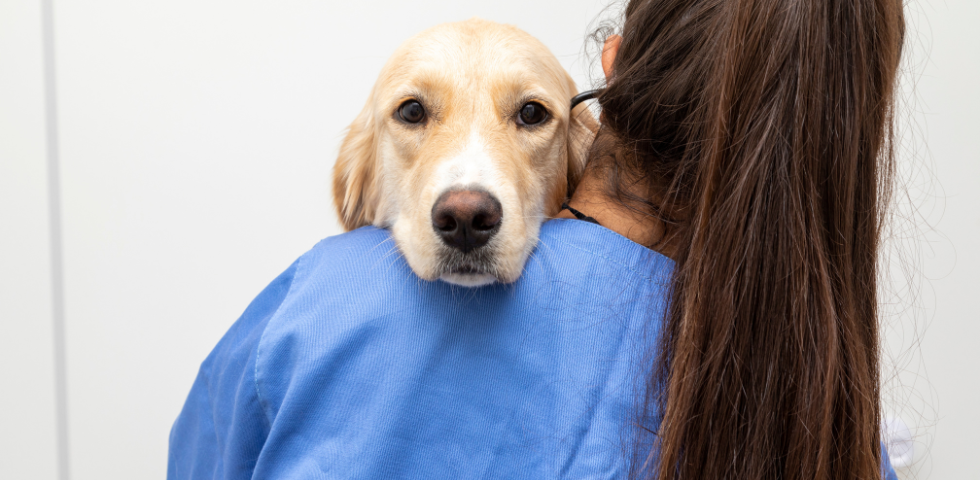 Roma, arriva il primo ospedale veterinario pubblico d’Italia. OIPA: “Una svolta storica per gli animali”