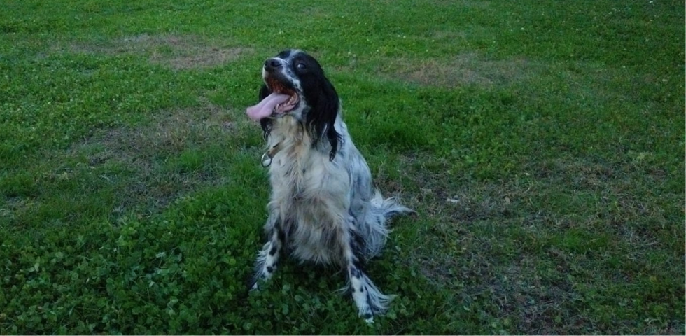 Confisca definitiva per Sami: il setter maltrattato e denutrito ora può essere adottato