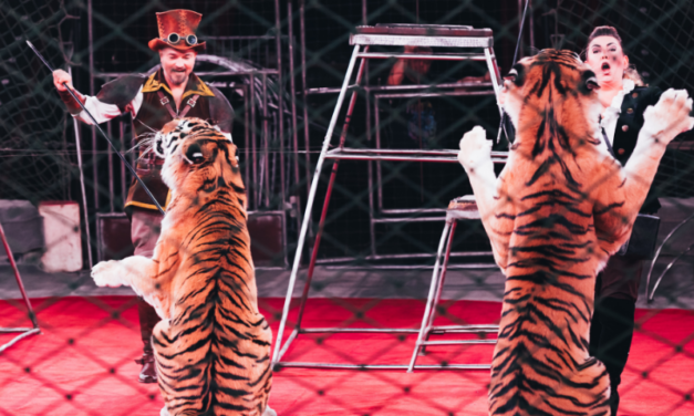 Il circo con gli animali non è uno spettacolo divertente