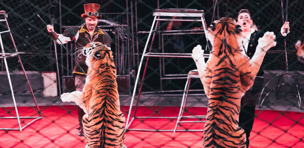 Il circo con gli animali non è uno spettacolo divertente