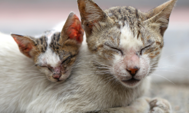 Maltrattamento di gatti a Trecastelli (AN): condannata la responsabile. L’OIPA ottiene la confisca degli animali