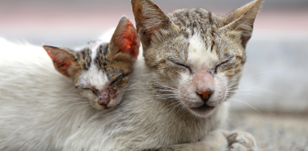 Maltrattamento di gatti a Trecastelli (AN): condannata la responsabile. L’OIPA ottiene la confisca degli animali