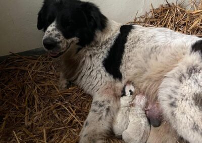 maremmana con cuccioli salvata dai volontari oipa