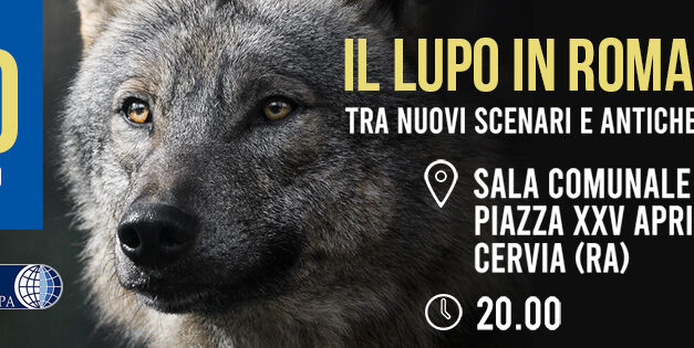 “Il lupo in Romagna”: un incontro informativo per conoscere e proteggere il predatore simbolo della fauna italiana