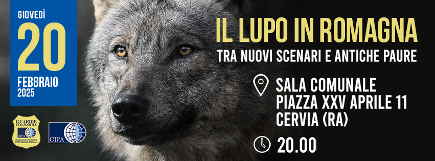 “Il lupo in Romagna”: un incontro informativo per conoscere e proteggere il predatore simbolo della fauna italiana