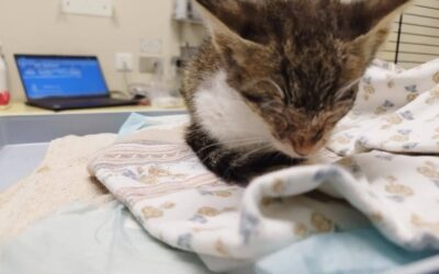 Una catena di solidarietà per Catorcetto, gattino salvato in fin di vita dagli Angeli blu di Padova