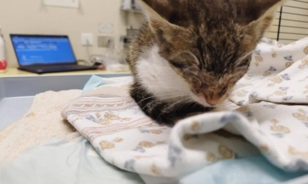 Una catena di solidarietà per Catorcetto, gattino salvato in fin di vita dagli Angeli blu di Padova