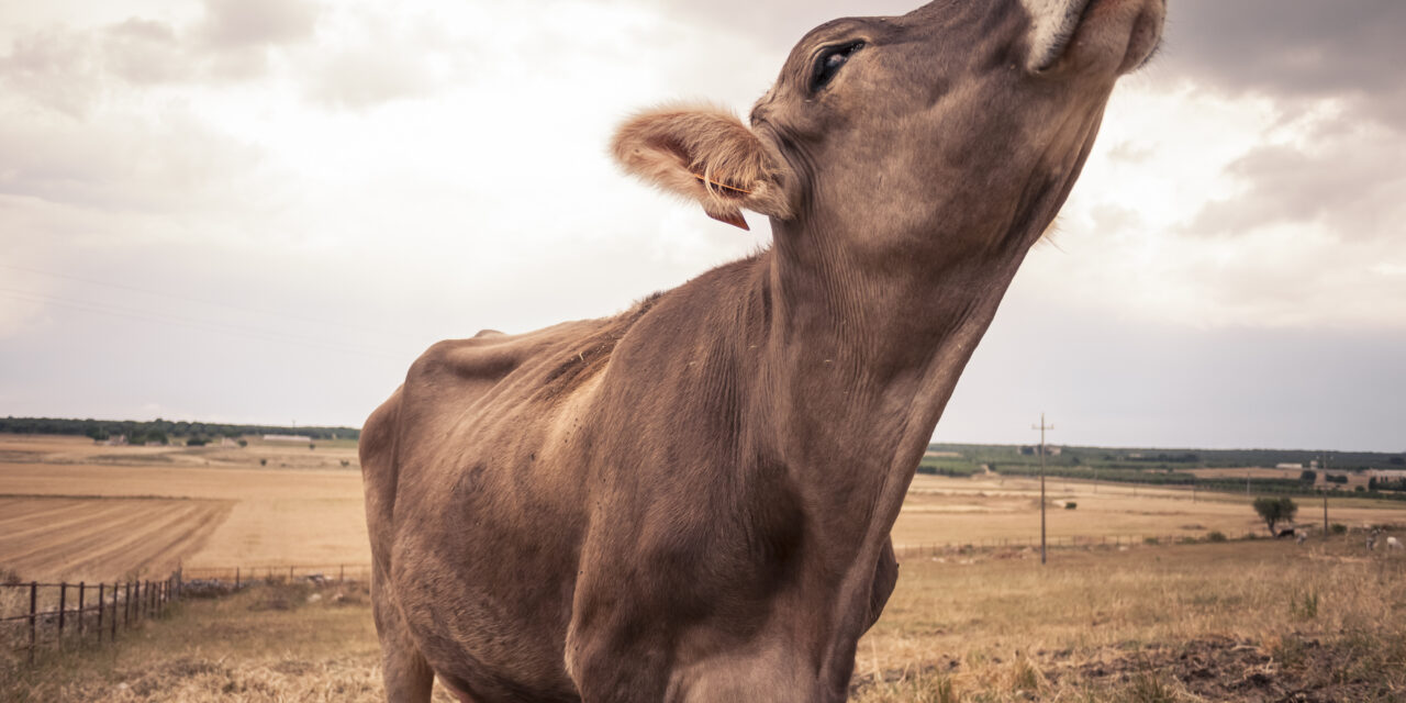 Di quanti milioni di animali ci dimentichiamo ogni giorno?