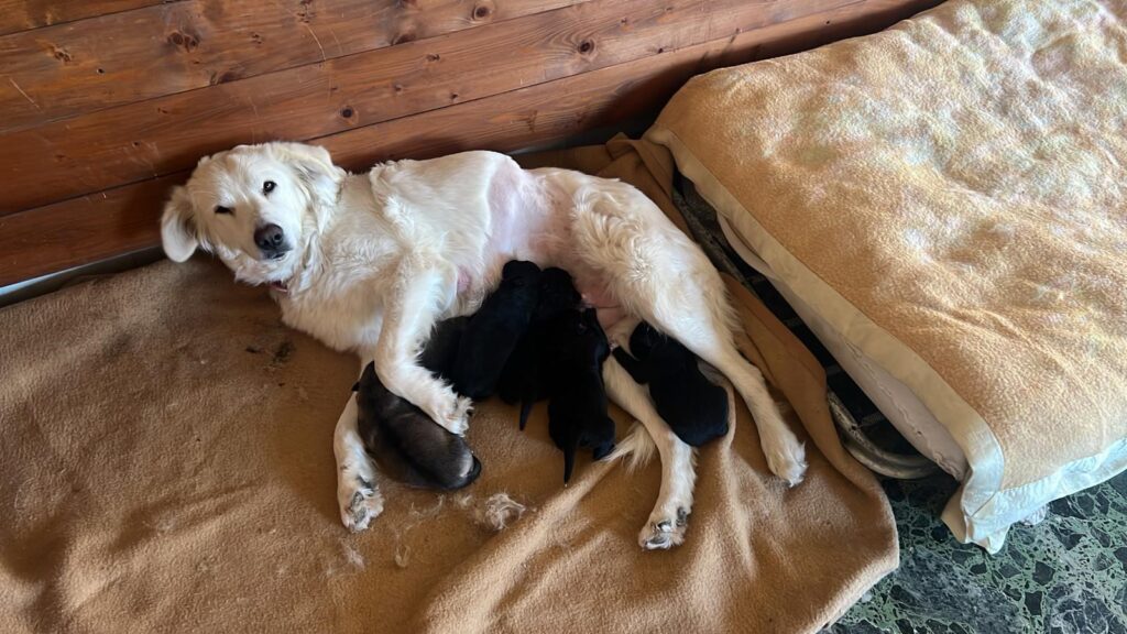 cagnolina allatta sei cuccioli salvata dai volontari OIPA Avellino