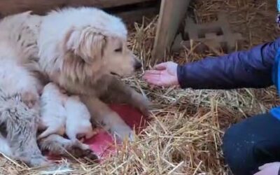 L’unione fa la forza, ce lo insegna la storia di Orso, Aska e Bianca. Aiutaci ad aiutarli