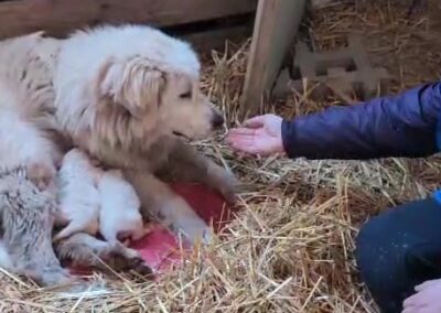 maremmana con cuccioli salvata dai volontari oipa