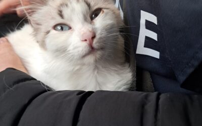 Stava per finire sotto un’auto, ma i suoi occhi hanno incrociato gli Angeli blu: aiuta Oreo, gattino di soli 3 mesi