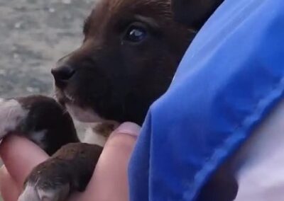 cucciolo accudito dai volontari OIPA di Ragusa