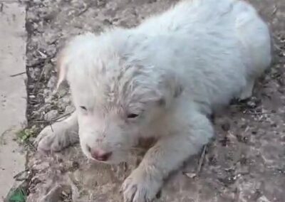 cucciolo abbandonato accudito dai volontari OIPA di Ragusa