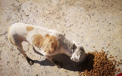 Con il Progetto “Cani liberi” dell’OIPA di Ragusa salvi dall’abbandono tre volte