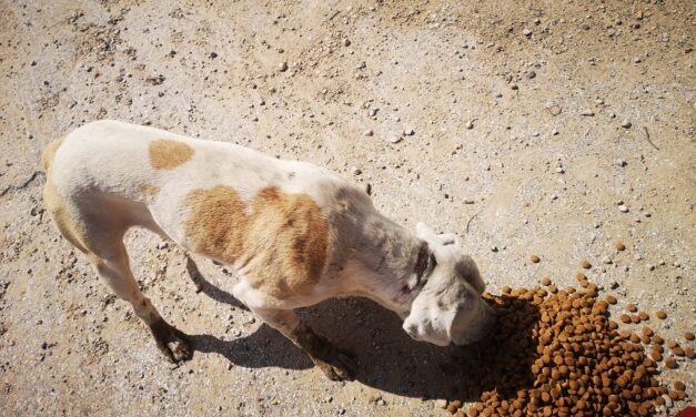 Con il Progetto “Cani liberi” dell’OIPA di Ragusa salvi dall’abbandono tre volte