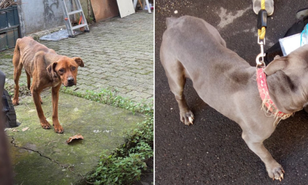 Alessandria: i padroni si trasferiscono, due cani vengono abbandonati a se stessi. Salvati dalle Guardie Zoofile dell’OIPA