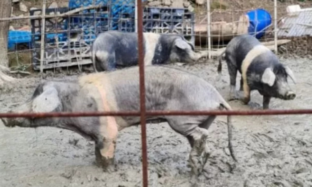 Sequestro animali in una fattoria del Genovese, OIPA respinge le accuse: “Decisioni prese dalle autorità, agiremo per tutelare la nostra immagine”