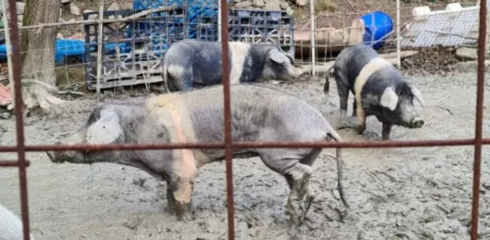 Sequestro animali in una fattoria del Genovese, OIPA respinge le accuse: “Decisioni prese dalle autorità, agiremo per tutelare la nostra immagine”