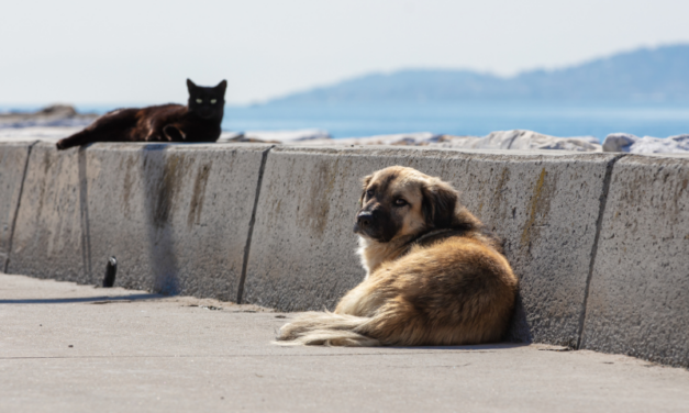 Quando le associazioni collaborano, i risultati si vedono: uniti per la tutela degli animali. Ritirato il disegno di legge