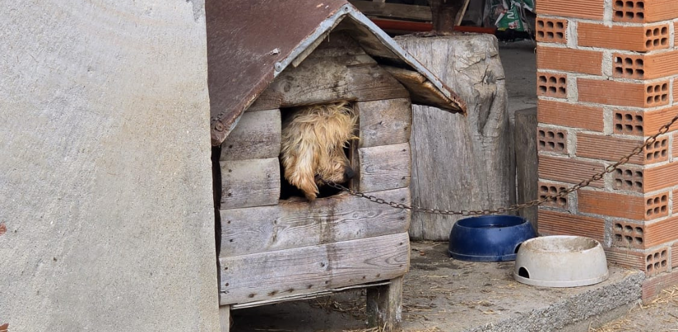 Sequestrata a Rivalba (TO) una docile cagnolina malata di tumore, che viveva legata a una catena