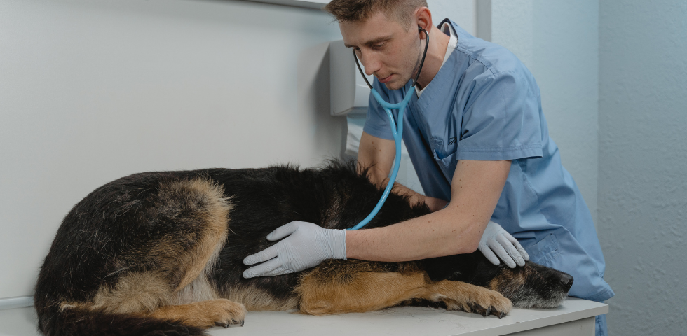 SICILIA, PROPOSTA PER IL VETERINARIO DI BASE. OIPA: “UN FRENO PER ABBANDONI E RANDAGISMO”