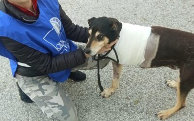 Una speranza per Lisa, cagnolina di “quartiere” salvata dagli Angeli blu di Alcamo (TP). Dona cure o un’adozione del cuore