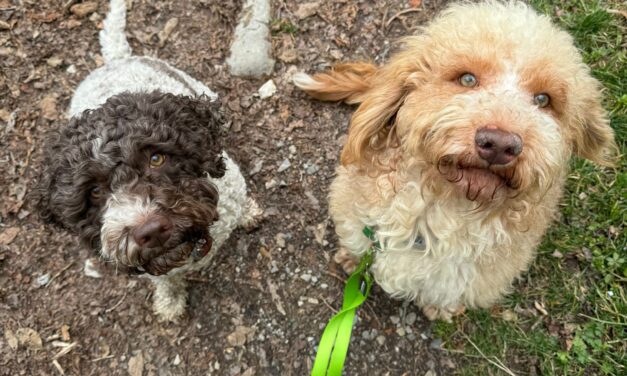 La nuova vita di Green, oggi cagnolino tripode, ma felice insieme alla sua famiglia