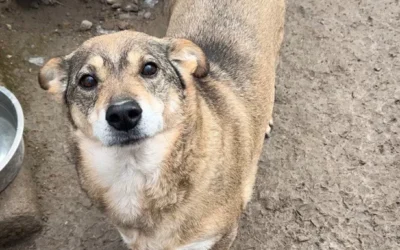 Aiutiamo gli animali in Ucraina: cibo e legna da ardere per il rifugio Gorod Cobak