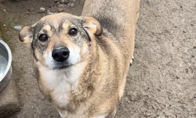 Aiutiamo gli animali in Ucraina: cibo e legna da ardere per il rifugio Gorod Cobak