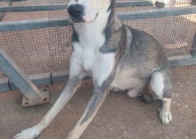 cane accolto dai volontari OIPA di Oristano nel rifugio Una zampa sul cuore