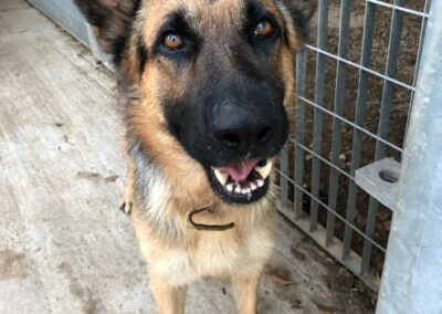 cane accolto dai volontari OIPA di Oristano nel rifugio Una zampa sul cuore