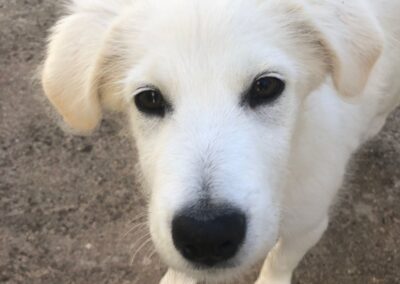 cane accolto dai volontari OIPA di Oristano nel rifugio Una zampa sul cuore