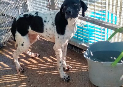 cane accolto dai volontari OIPA di Oristano nel rifugio Una zampa sul cuore