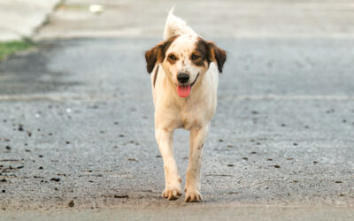 CANI DI QUARTIERE E REIMMISSIONE SUL TERRITORIO