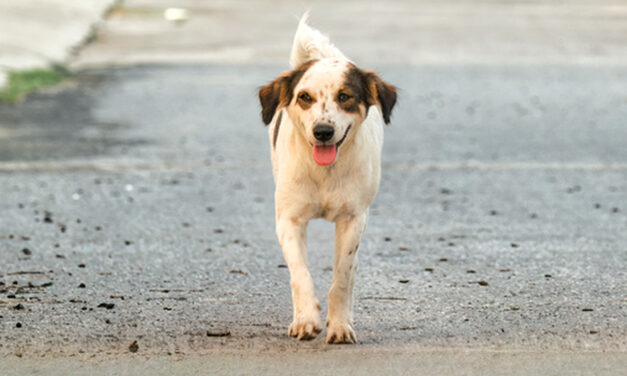 Il cane di quartiere. Una risorsa.