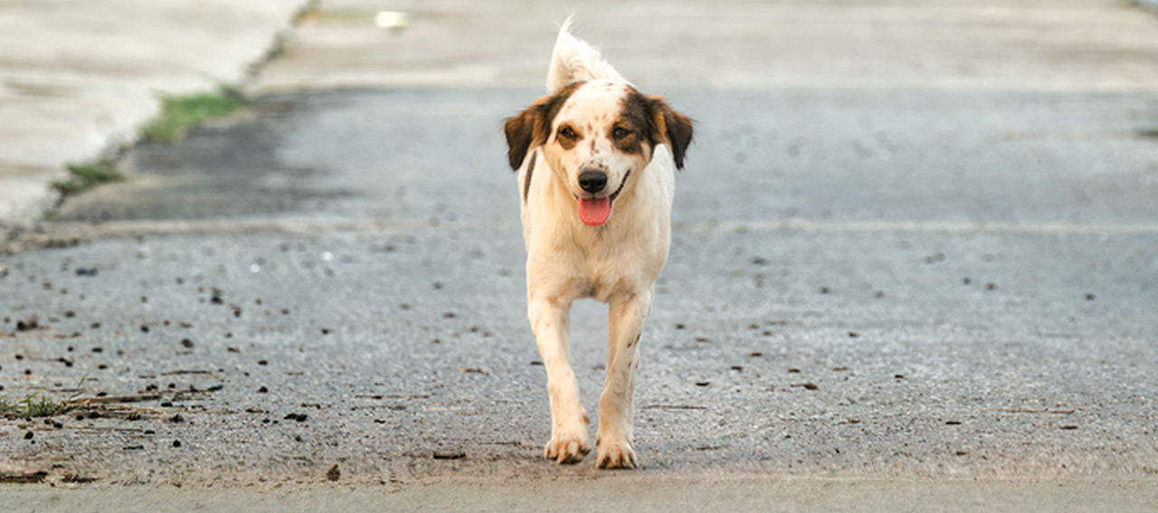 CANI DI QUARTIERE E REIMMISSIONE SUL TERRITORIO