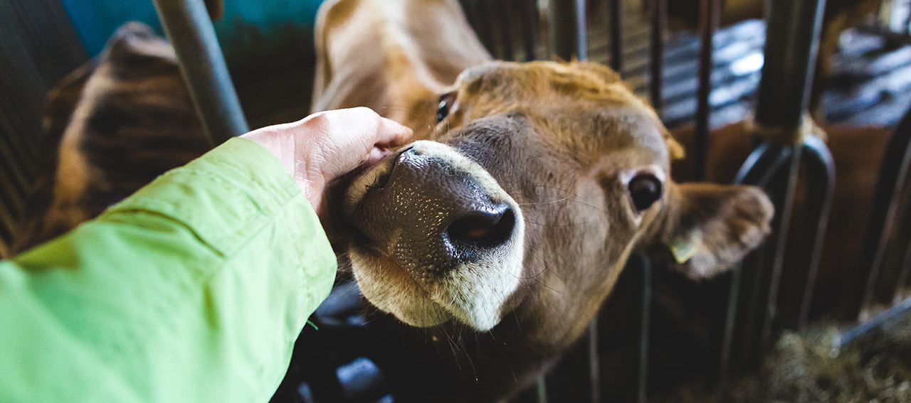 Carne coltivata, Coldiretti chiede che sia equiparata ai farmaci. Gli esperti si oppongono