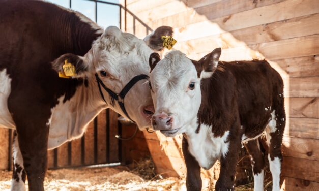 Violenza contro le donne e allevamenti intensivi: tutti i punti in comune tra femminismo e veganesimo